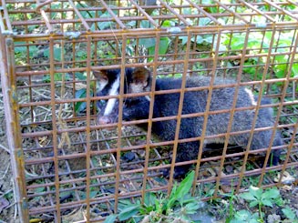 ハクビシン捕獲用箱わな